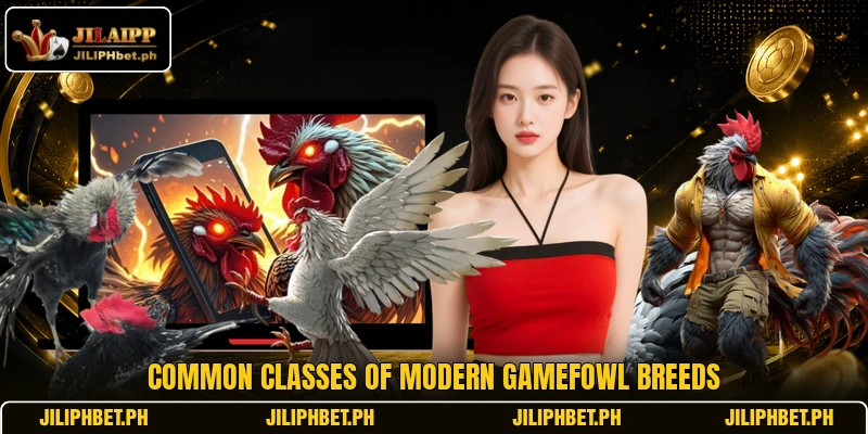 Common classes of modern gamefowl breeds