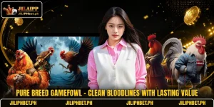 Pure Breed Gamefowl - Clean Bloodlines With Lasting Value